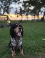Patriot, a male English Springer Spaniel for sale in Doon, IA – 10 of 10