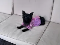 Beauty , a female Yorkshire Terrier for sale in Norfolk, VA – 4 of 10