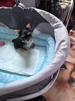 Bebe , a female Yorkshire Terrier for sale in Norfolk, VA – 4 of 8