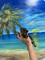 Tinker Bell , a female Yorkshire Terrier for sale in Norfolk, VA – 1 of 5