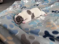 Meaty , a male French Bulldog for sale in Norfolk, VA – 5 of 9