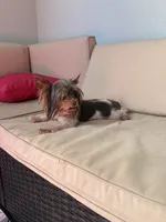 Meka, a female Yorkshire Terrier for sale in Norfolk, VA – 9 of 10