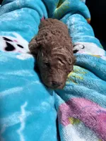 Hot Sauce , a male Poodle - Toy  for sale in Norfolk, VA – 3 of 6