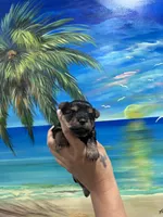 Tinker Bell , a female Yorkshire Terrier for sale in Norfolk, VA – 3 of 5