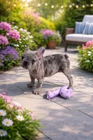 Sassy, a female French Bulldog for sale in Norfolk, VA – Photo 2 of 4