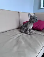 Sassy, a female French Bulldog for sale in Norfolk, VA – Photo 4 of 4