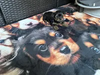 Pinky , a female Yorkshire Terrier for sale in Norfolk, VA – 8 of 8