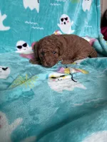 Hot Sauce, a male Poodle - Toy  for sale in Norfolk, VA – 6 of 7
