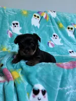 Prince, a male Yorkshire Terrier for sale in Norfolk, VA – 3 of 9