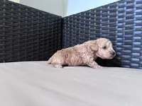 Baby doll, a female Poodle - Toy  for sale in Norfolk, VA – 6 of 6