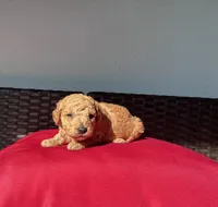 Red girl, a female Poodle - Toy  for sale in Norfolk, VA – 6 of 6