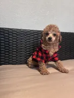 Cowboy , a male Poodle - Toy  for sale in Norfolk, VA – 6 of 8