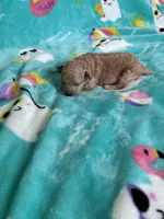 Baby bear , a male Poodle - Toy  for sale in Norfolk, VA – 4 of 7