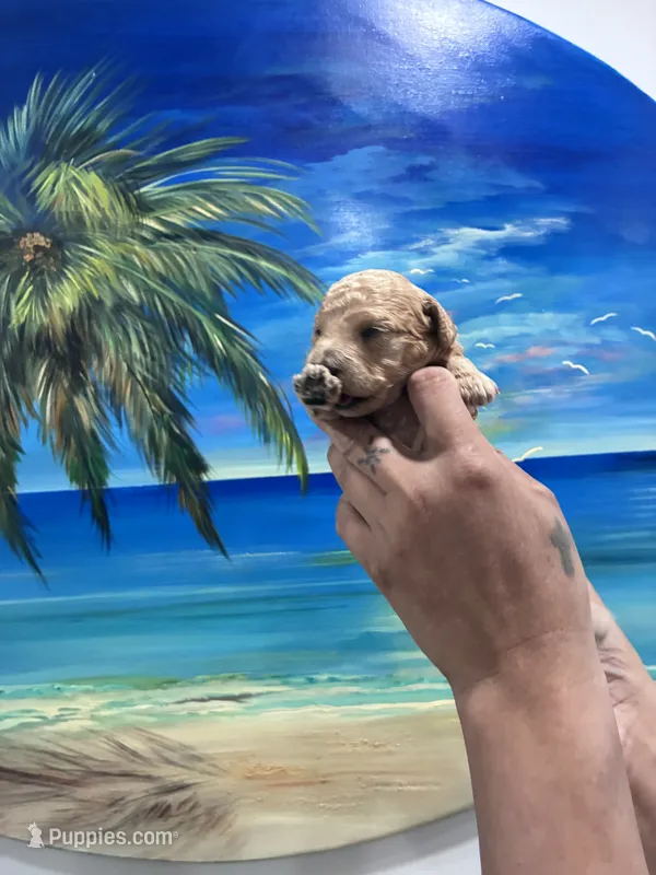 Rainbow  – Poodle - Toy  puppy for sale in Norfolk, VA