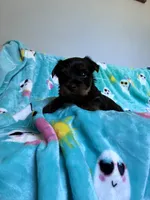 Prince, a male Yorkshire Terrier for sale in Norfolk, VA – 9 of 9