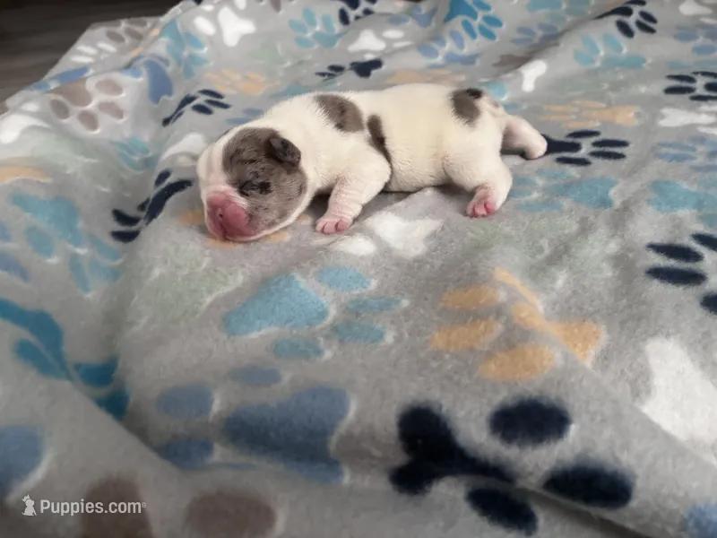 Meaty  – French Bulldog puppy for sale in Norfolk, VA