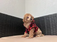 Cowboy , a male Poodle - Toy  for sale in Norfolk, VA – 8 of 8