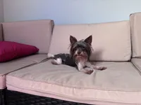 Meka, a female Yorkshire Terrier for sale in Norfolk, VA – 7 of 10