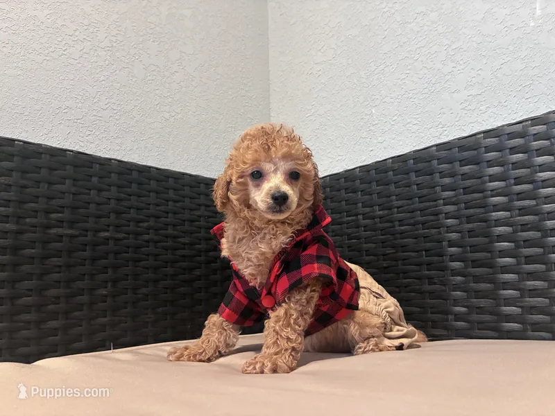 Cowboy – Poodle - Toy  puppy for sale in Norfolk, VA