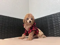 Cowboy , a male Poodle - Toy  for sale in Norfolk, VA – 2 of 8
