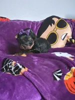 Beauty , a female Yorkshire Terrier for sale in Norfolk, VA – 8 of 8