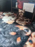 Honey , a female Yorkshire Terrier for sale in Norfolk, VA – 1 of 6
