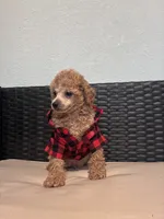 Cowboy , a male Poodle - Toy  for sale in Norfolk, VA – 3 of 8
