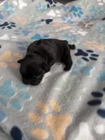 Beefy, a female French Bulldog for sale in Norfolk, VA – 6 of 10