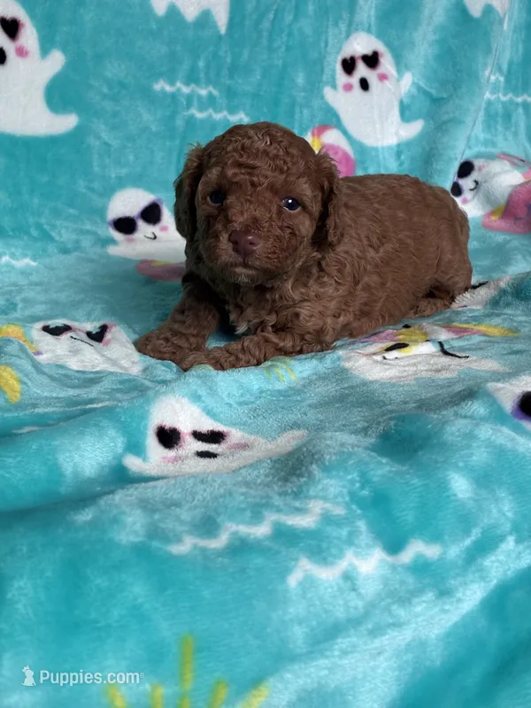 Hot Sauce  – Poodle - Toy  puppy for sale in Norfolk, VA