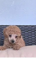 Chucky , a male Poodle - Toy  for sale in Norfolk, VA – 1 of 3