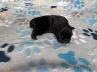 Beefy, a female French Bulldog for sale in Norfolk, VA – 1 of 10