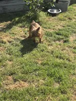 Rosie , a female Yorkshire Terrier for sale in Norfolk, VA – Photo 1 of 5