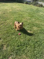 Rosie , a female Yorkshire Terrier for sale in Norfolk, VA – Photo 5 of 5