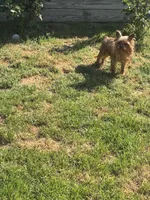 Rosie , a female Yorkshire Terrier for sale in Norfolk, VA – Photo 2 of 5