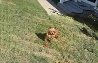 Rosie , a female Yorkshire Terrier for sale in Norfolk, VA – Photo 4 of 5