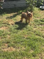 Rosie , a female Yorkshire Terrier for sale in Norfolk, VA – Photo 3 of 5