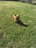 Rosie, a female Yorkshire Terrier for sale in Norfolk, VA – 6 of 7