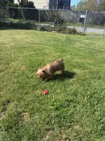 Rosie, a female Yorkshire Terrier for sale in Norfolk, VA – 4 of 7