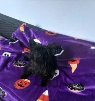 Midnight , a female Yorkshire Terrier for sale in Norfolk, VA – 6 of 8