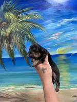 Tinker Bell , a female Yorkshire Terrier for sale in Norfolk, VA – 2 of 5