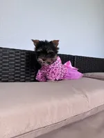 Anabelle, a female Yorkshire Terrier for sale in Norfolk, VA – 3 of 5