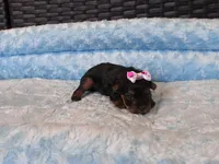 Pixie , a female Yorkshire Terrier for sale in Norfolk, VA – 7 of 9