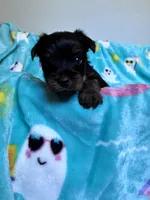 Prince, a male Yorkshire Terrier for sale in Norfolk, VA – 8 of 9