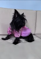 Midnight , a female Yorkshire Terrier for sale in Norfolk, VA – 2 of 3