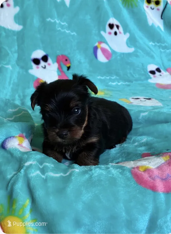 Prince – Yorkshire Terrier puppy for sale in Norfolk, VA