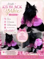 Beauty , a female Yorkshire Terrier for sale in Norfolk, VA – 1 of 10