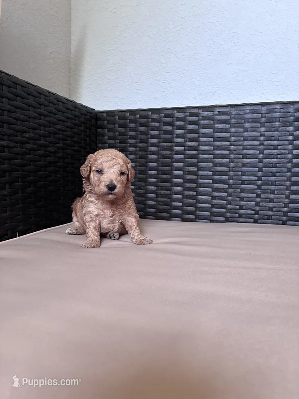 Baby doll – Poodle - Toy  puppy for sale in Norfolk, VA