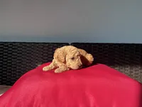 Copper, a male Poodle - Toy  for sale in Norfolk, VA – 3 of 4