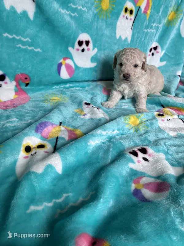 Snowball  – Poodle - Toy  puppy for sale in Norfolk, VA
