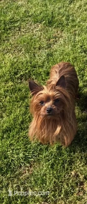 Pixie  – Yorkshire Terrier puppy for sale in Norfolk, VA